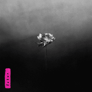 Lotus release photo