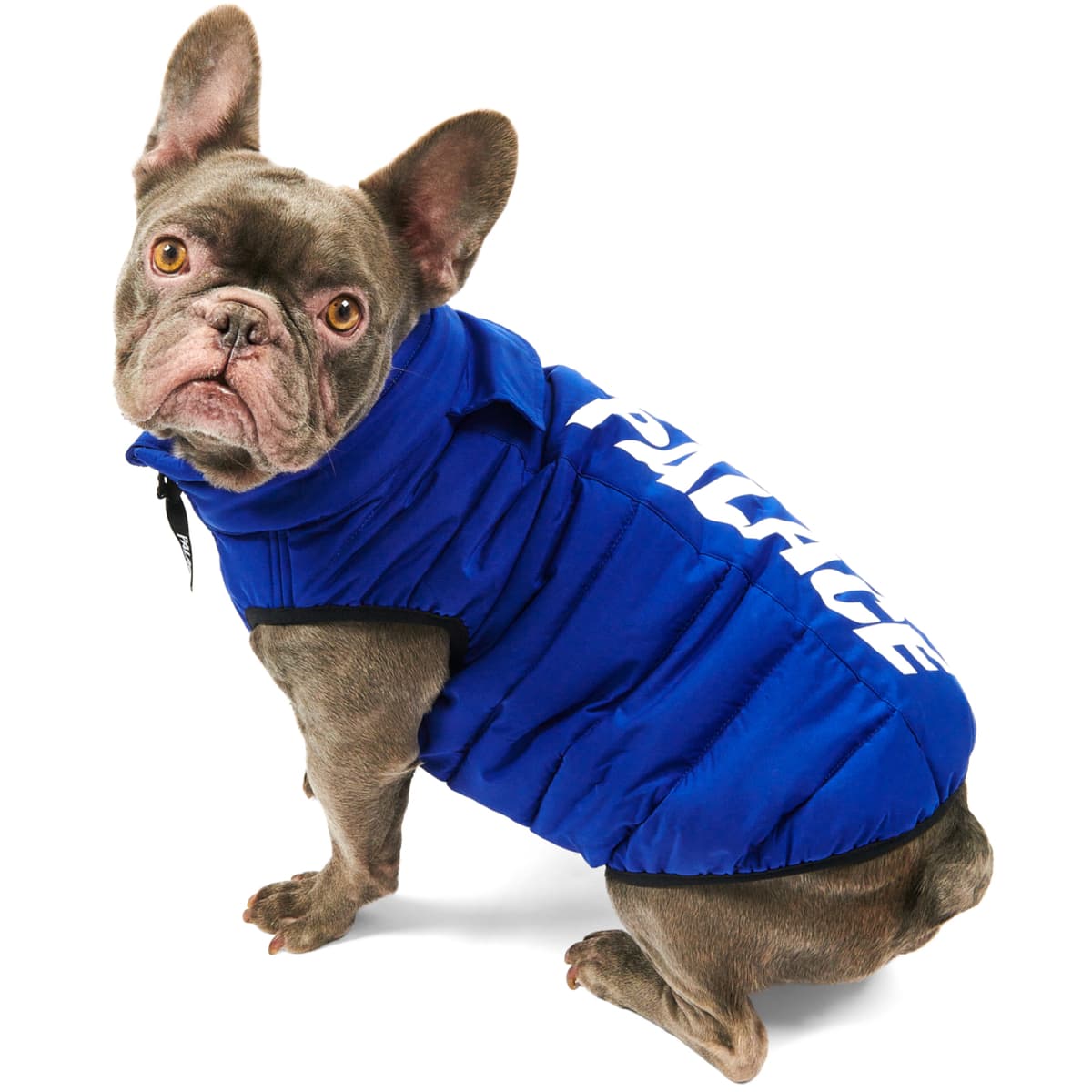 Dog Puffa Blue release photo 1
